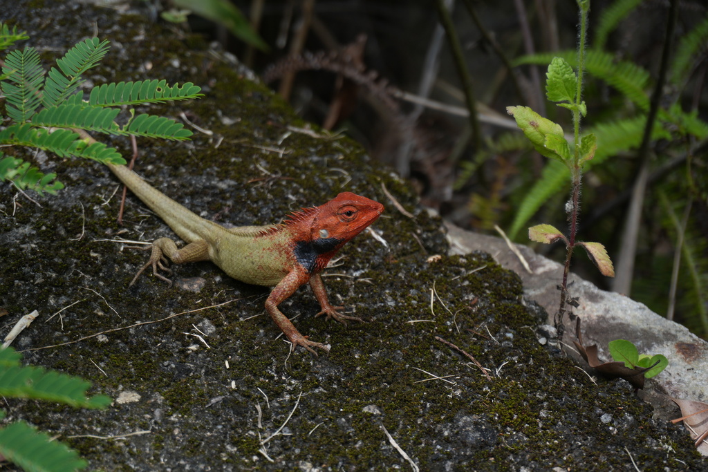 Wang’s Garden Lizard, photo 1 of 9