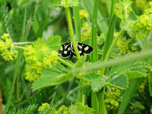 Anania funebris