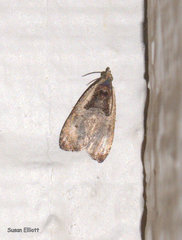 Olethreutes punctanum