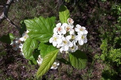 Crataegus texana