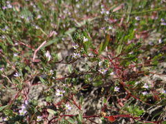 Lythrum tribracteatum