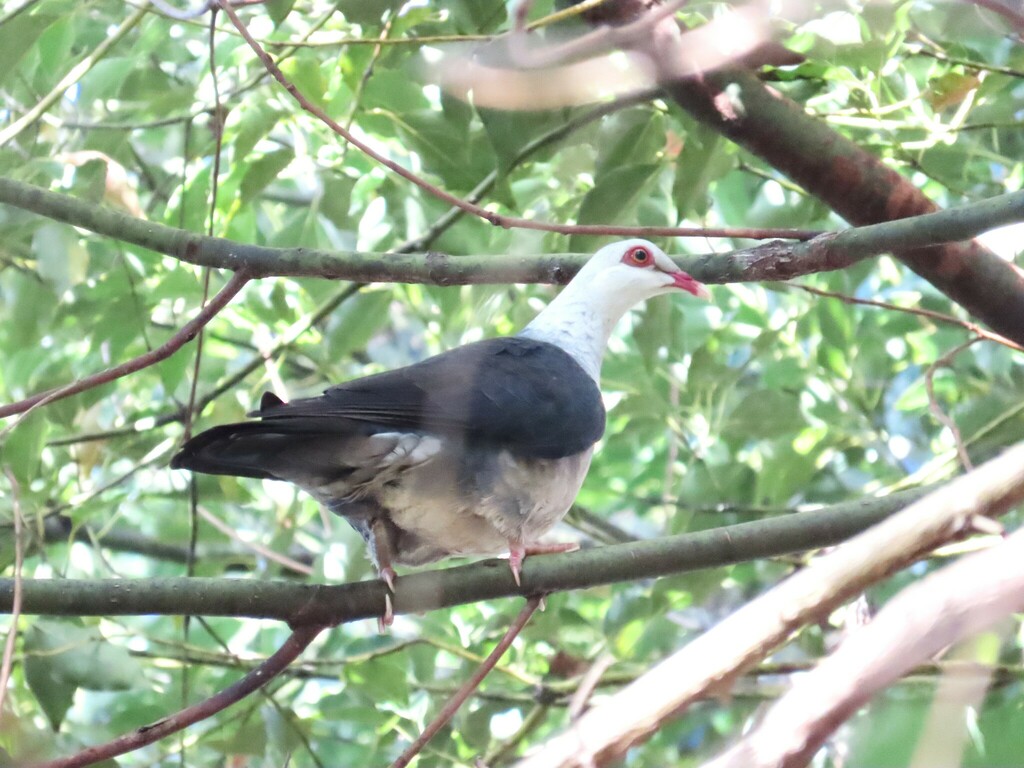 White-headed Pigeon from Numinbah Valley QLD 4211, Australia on July 6 ...