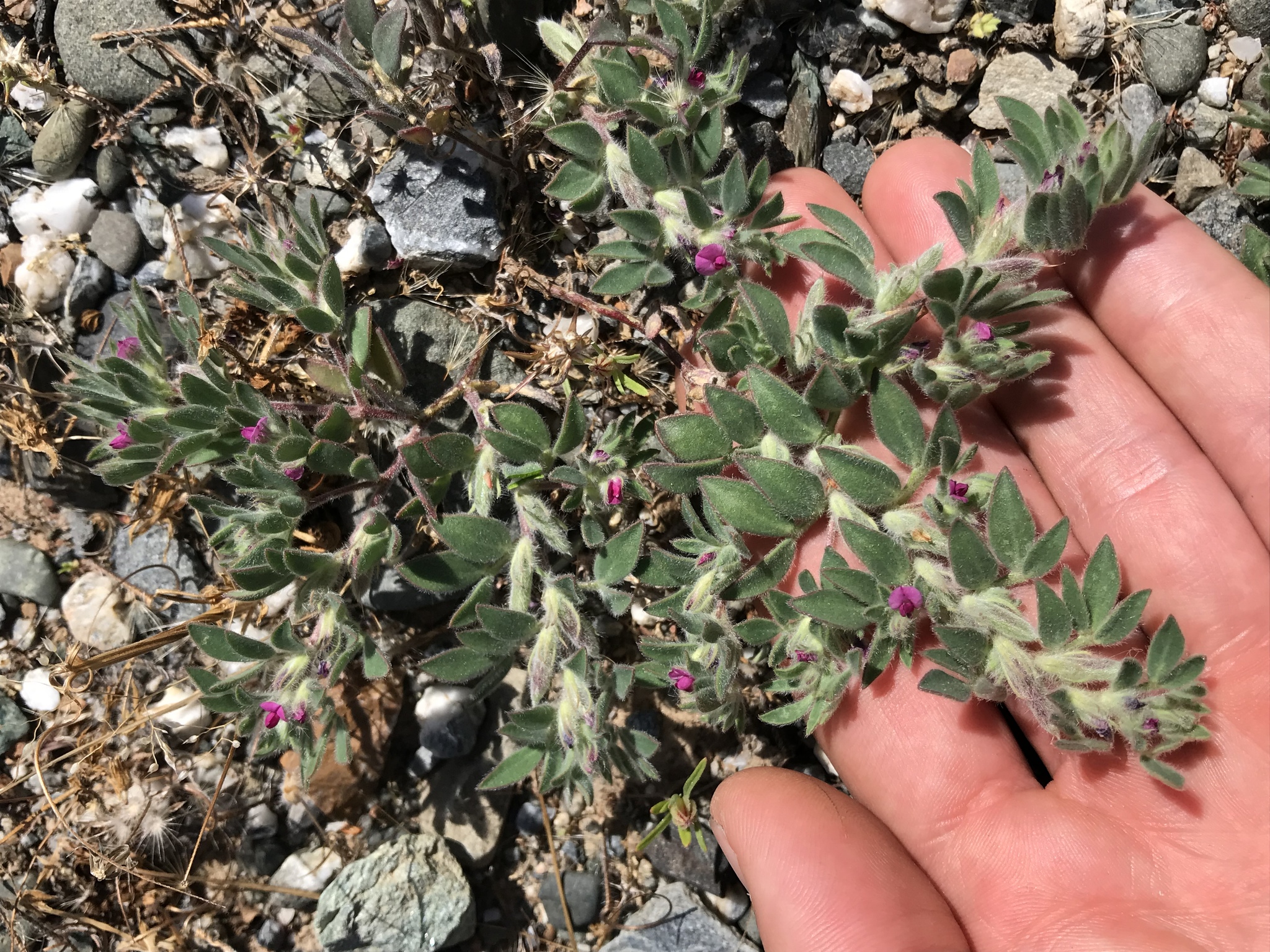 Acmispon rubriflorus