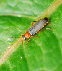 Cantharis lateralis