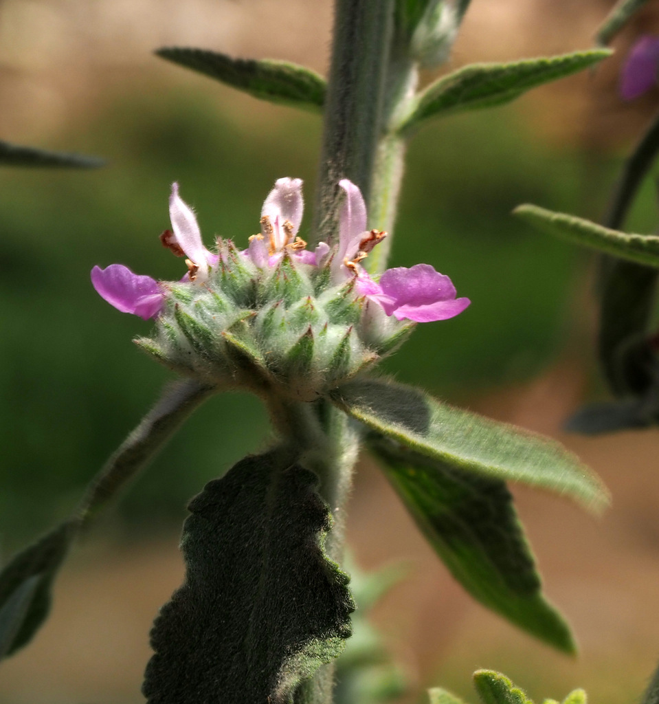 Stachys viticina