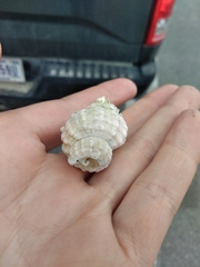 Fusitriton oregonensis