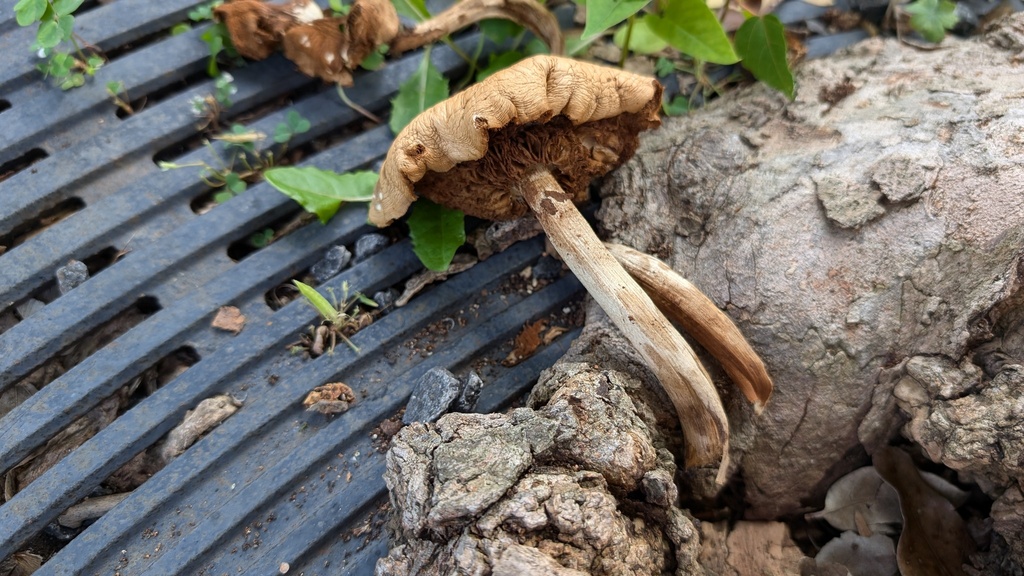 Cyclocybe cylindracea · July 2024 · photo: © atsushi_nakajima_cirque (iNaturalist, cc-by)