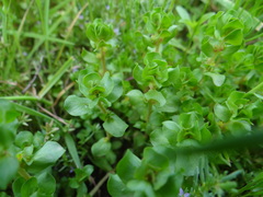 Lythrum borysthenicum