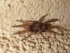 Nemesiidae