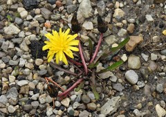 Taraxacum palustre