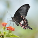 Papilio polytes - Photo (c) Dr. Raju Kasambe, algunos derechos reservados (CC BY-SA)