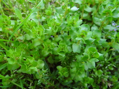 Lythrum borysthenicum