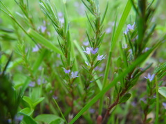 Lythrum thymifolia