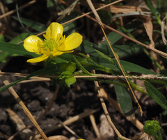 Ranunculus scandicinus