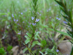 Lythrum thymifolia