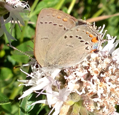 Satyrium californica