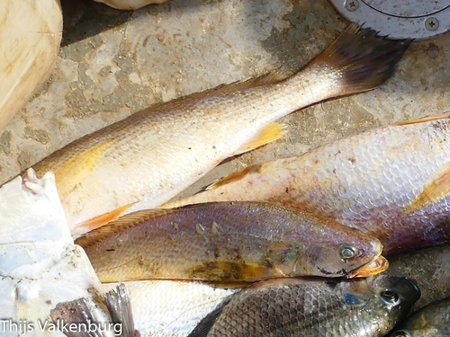 Cassava Croaker