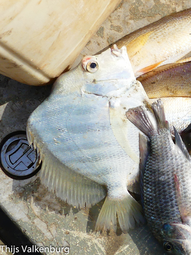 African Sicklefish