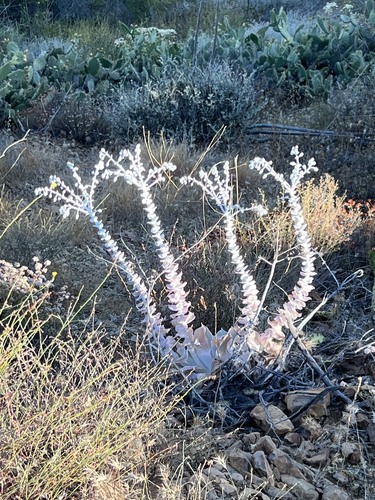 Chalk dudleya (Dudleya pulverulenta)
