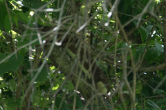 Mustela