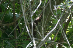 Mustela