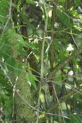 Mustela