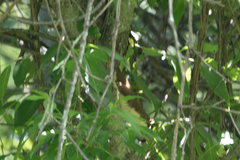 Mustela