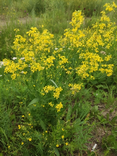 Sisymbrium volgense (Sisymbrium volgense)