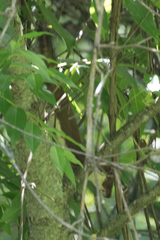 Mustela