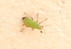 Pachyrhinus lethierryi