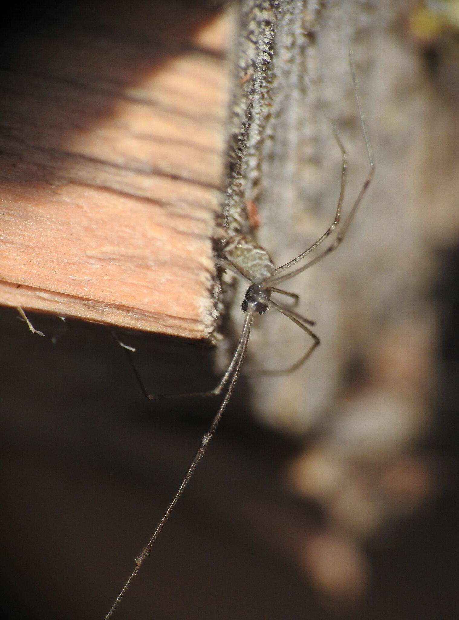 marbled cellar spider