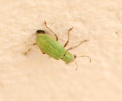 Pachyrhinus lethierryi