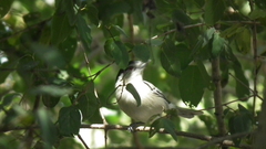 Dryoscopus cubla hamatus