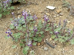 Lupinus concinnus optatus