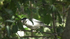 Dryoscopus cubla hamatus