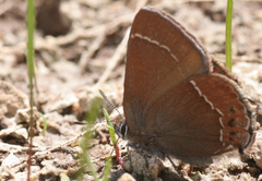 Callophrys johnsoni