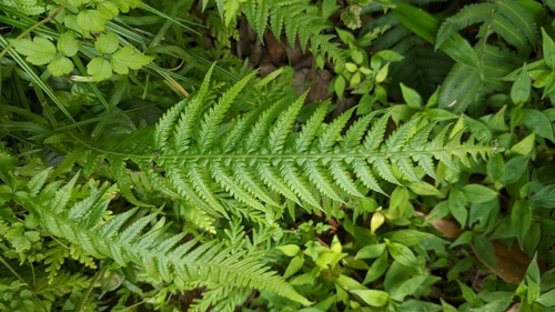Image of Phegopteris decursive by (c) 許文俊, some rights reserved (CC BY-SA)