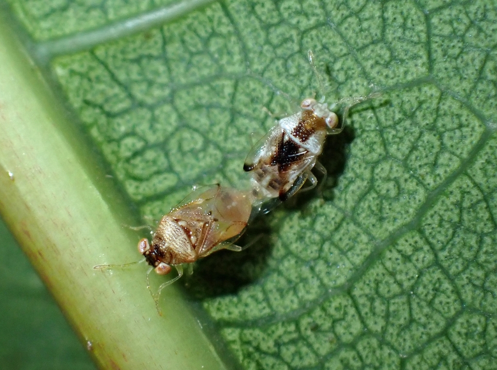 Nannogermalus