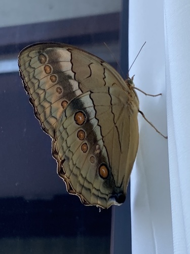 Stichophthalma howqua