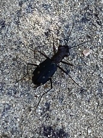 Cylindera kaleea