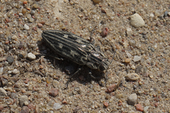 Chalcophora mariana