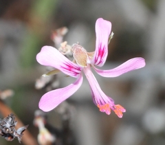 Pelargonium karooicum