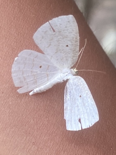 Orthocabera tinagmaria