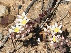 Dudleya brevifolia