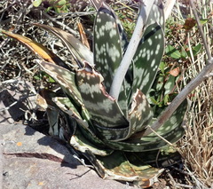 Gasteria bicolor