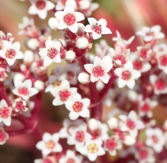 Crassula capitella thyrsiflora