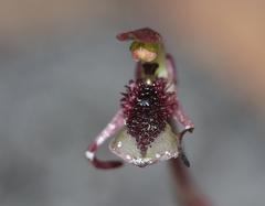 Chiloglottis curviclavia