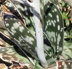 Gasteria bicolor
