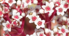 Crassula capitella thyrsiflora