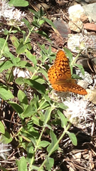 Monardella odoratissima pallida